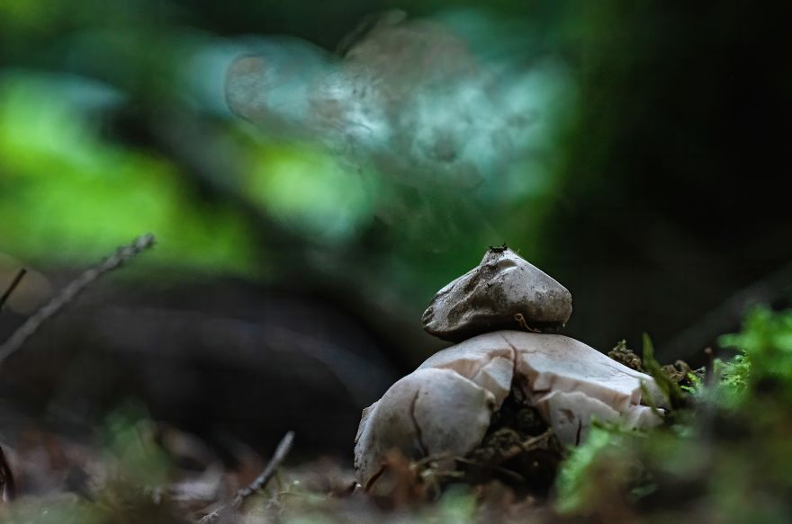 I Go To The Forest With My Camera To Capture The Fabulous Beauty Of Mushrooms I Go To The Forest With My Camera To Capture The Fabulous Beauty Of Mushrooms