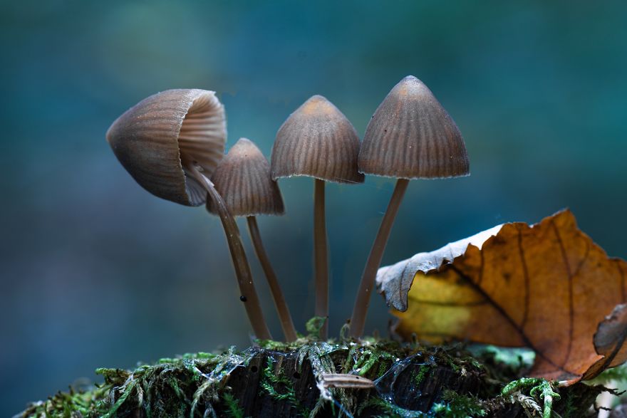 I Go To The Forest With My Camera To Capture The Fabulous Beauty Of Mushrooms I Go To The Forest With My Camera To Capture The Fabulous Beauty Of Mushrooms