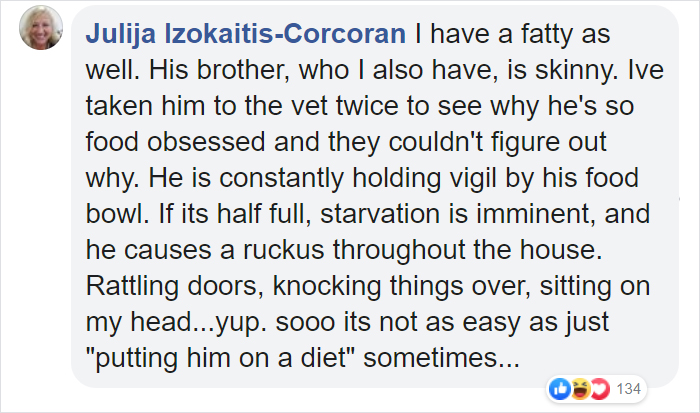 28-Pound Cat Brought To Shelter Starts Weight Loss Journey After Losing His Home