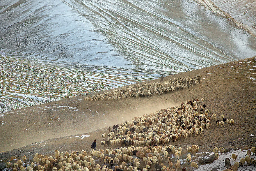 Why Cashmere Is So Expensive