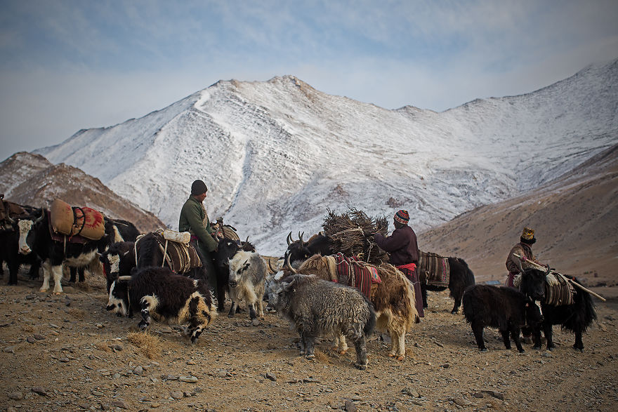 Why Cashmere Is So Expensive