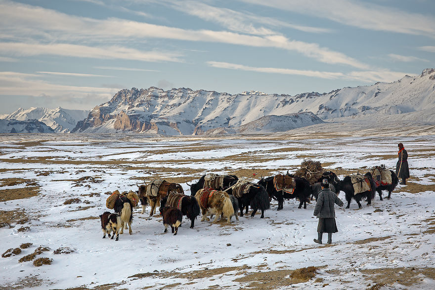 Why Cashmere Is So Expensive