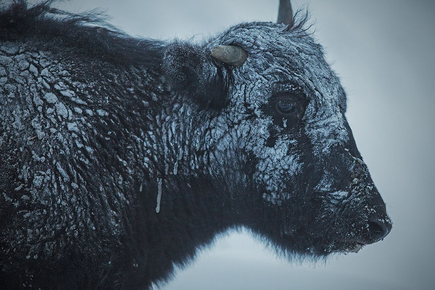 Why Cashmere Is So Expensive