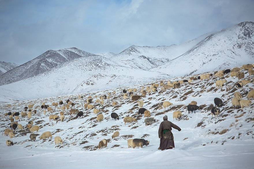 Why Cashmere Is So Expensive