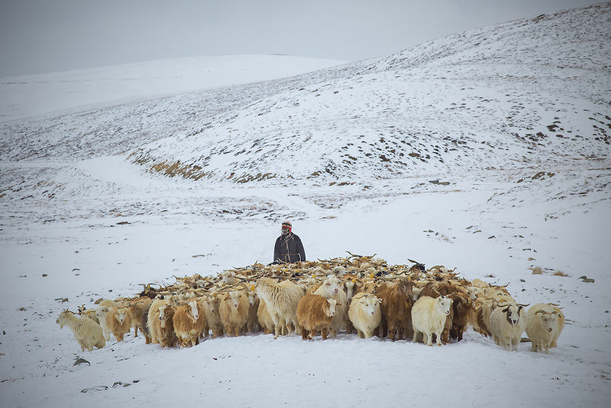 Why Cashmere Is So Expensive