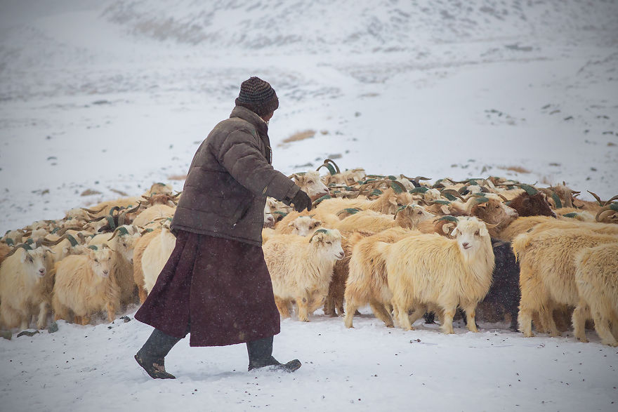 Why Cashmere Is So Expensive