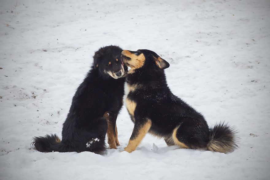Why Cashmere Is So Expensive