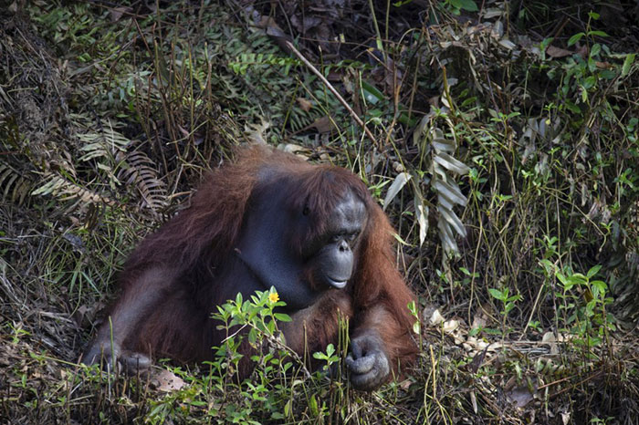 Photographer Captures An Orangutan Reaching Out To Help A Forest Warden In Borneo Photographer Captures An Orangutan Reaching Out To Help A Forest Warden In Borneo