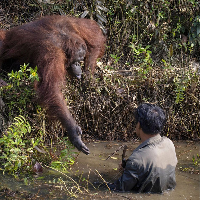 Photographer Captures An Orangutan Reaching Out To Help A Forest Warden In Borneo Photographer Captures An Orangutan Reaching Out To Help A Forest Warden In Borneo