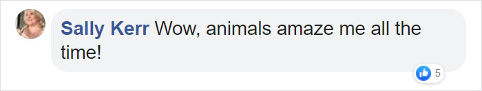 Photographer Captures An Orangutan Reaching Out To Help A Forest Warden In Borneo Photographer Captures An Orangutan Reaching Out To Help A Forest Warden In Borneo