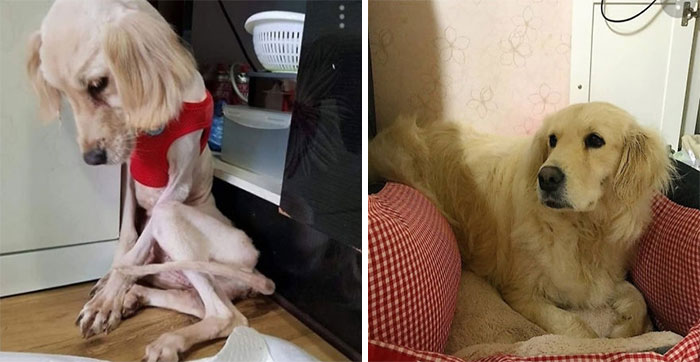 30 Dog Photos Before & After Their Life-Changing Adoption 30 Dog Photos Before & After Their Life-Changing Adoption