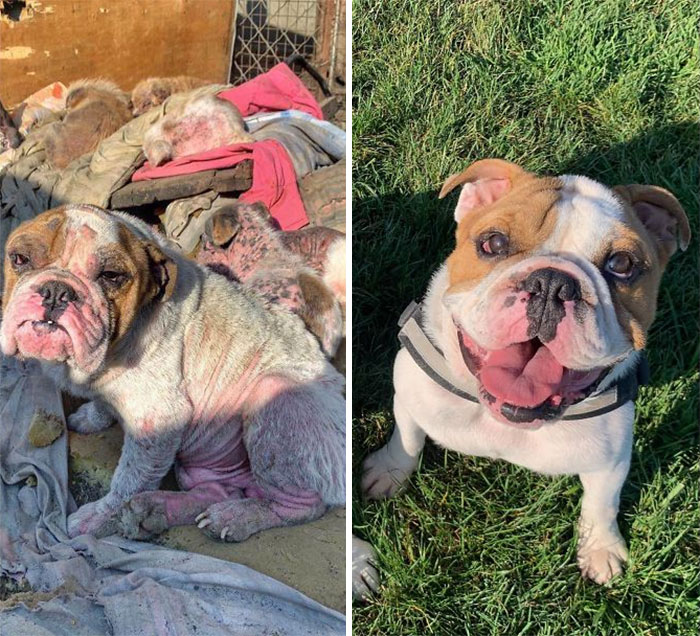 30 Dog Photos Before & After Their Life-Changing Adoption 30 Dog Photos Before & After Their Life-Changing Adoption