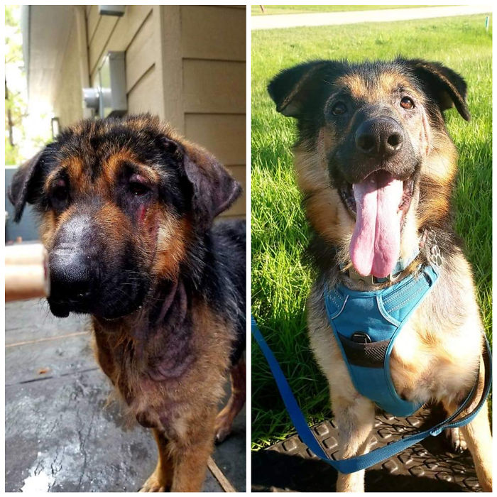 30 Dog Photos Before & After Their Life-Changing Adoption 30 Dog Photos Before & After Their Life-Changing Adoption