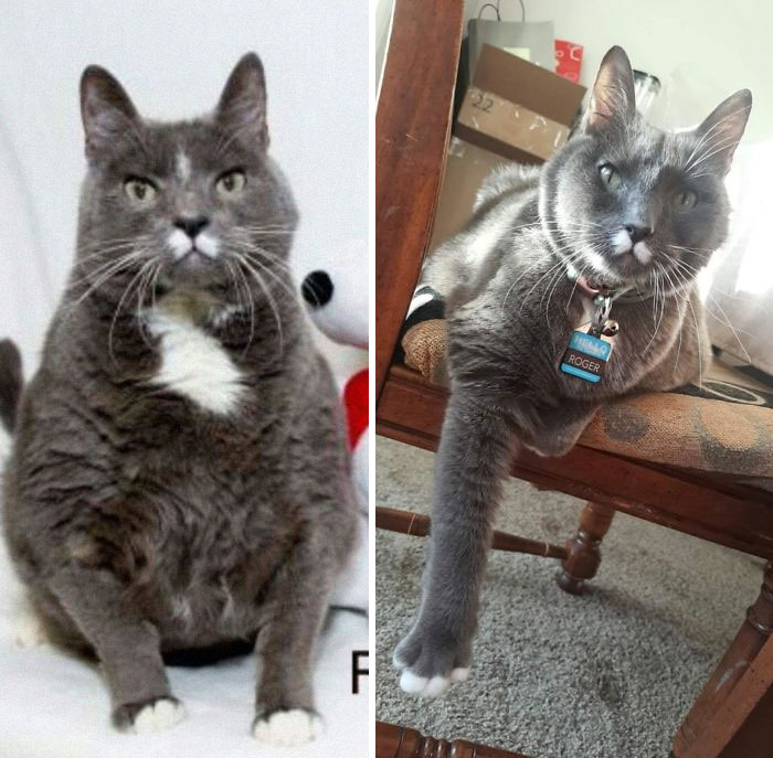 This Online Community Shares How Their Adopted Cats Looked Then & Now And It’s Heartwarming (30 Pics) This Online Community Shares How Their Adopted Cats Looked Then & Now And It’s Heartwarming (30 Pics)