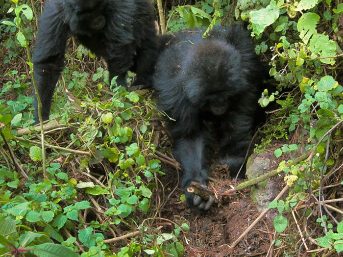 Astonishing Picture Shows Two Young Gorillas Dismantling The Traps Set By The Poachers That Killed Their Friend Astonishing Picture Shows Two Young Gorillas Dismantling The Traps Set By The Poachers That Killed Their Friend