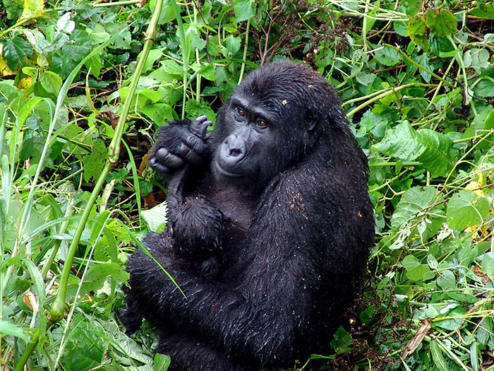 Astonishing Picture Shows Two Young Gorillas Dismantling The Traps Set By The Poachers That Killed Their Friend Astonishing Picture Shows Two Young Gorillas Dismantling The Traps Set By The Poachers That Killed Their Friend