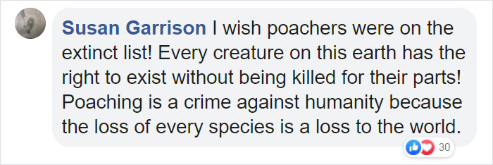 Astonishing Picture Shows Two Young Gorillas Dismantling The Traps Set By The Poachers That Killed Their Friend Astonishing Picture Shows Two Young Gorillas Dismantling The Traps Set By The Poachers That Killed Their Friend