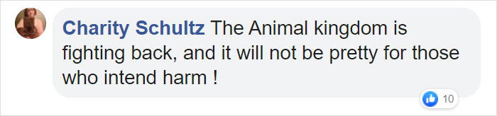 Astonishing Picture Shows Two Young Gorillas Dismantling The Traps Set By The Poachers That Killed Their Friend Astonishing Picture Shows Two Young Gorillas Dismantling The Traps Set By The Poachers That Killed Their Friend