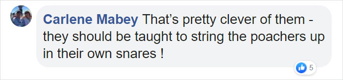 Astonishing Picture Shows Two Young Gorillas Dismantling The Traps Set By The Poachers That Killed Their Friend Astonishing Picture Shows Two Young Gorillas Dismantling The Traps Set By The Poachers That Killed Their Friend