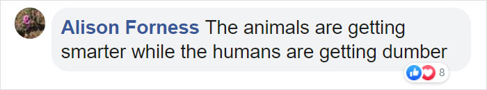 Astonishing Picture Shows Two Young Gorillas Dismantling The Traps Set By The Poachers That Killed Their Friend Astonishing Picture Shows Two Young Gorillas Dismantling The Traps Set By The Poachers That Killed Their Friend