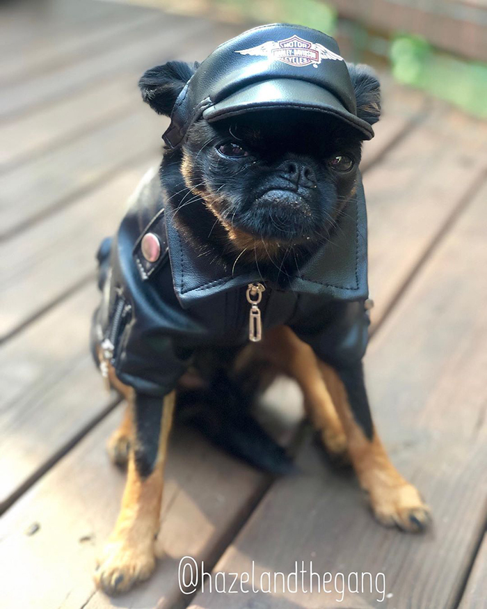 This Dog Has A Permanently Grumpy Face And It Made Him Go Viral (30 Pics)