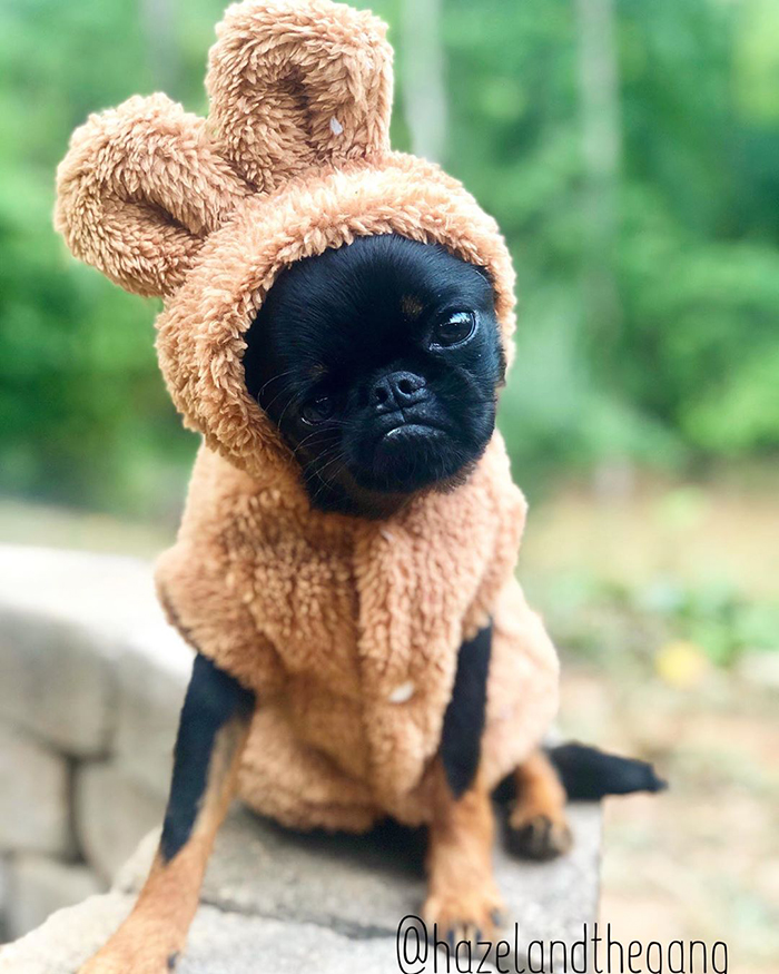 This Dog Has A Permanently Grumpy Face And It Made Him Go Viral (30 Pics)