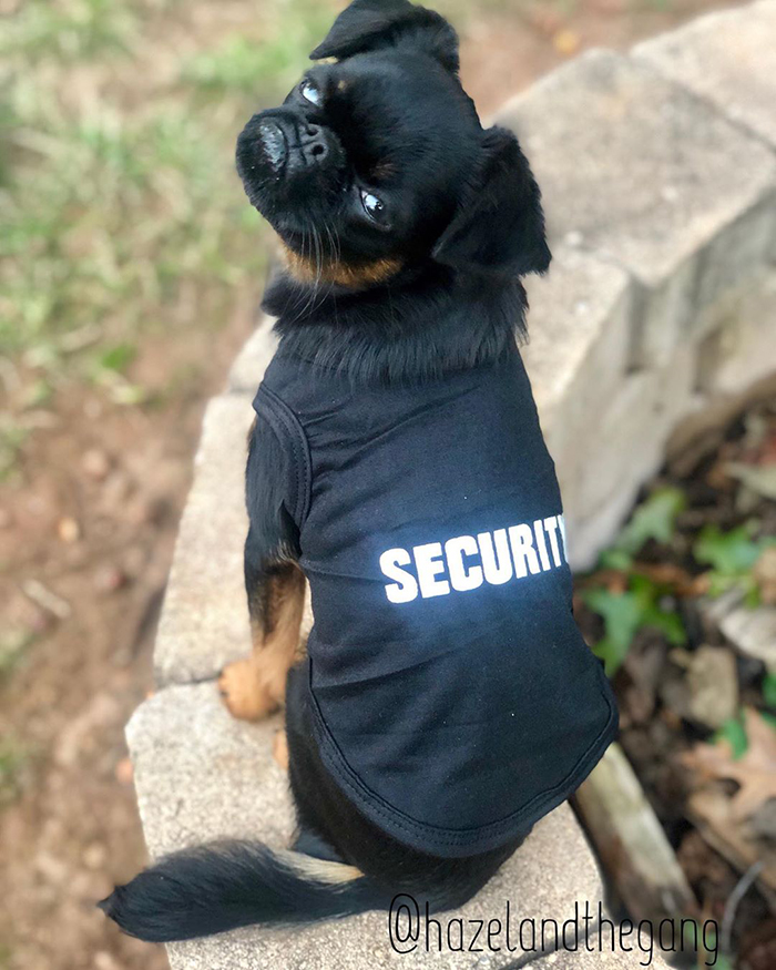 This Dog Has A Permanently Grumpy Face And It Made Him Go Viral (30 Pics)