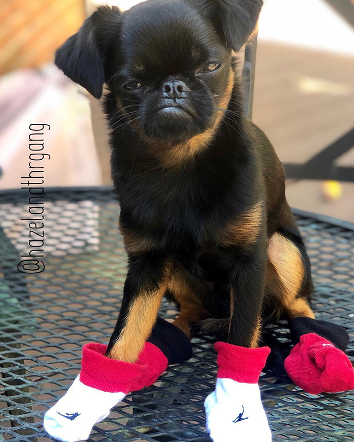 This Dog Has A Permanently Grumpy Face And It Made Him Go Viral (30 Pics)