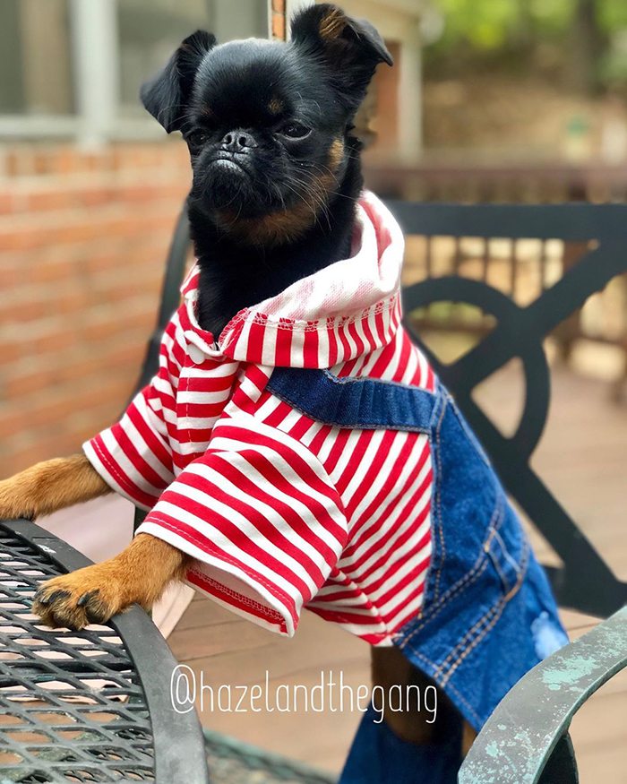 This Dog Has A Permanently Grumpy Face And It Made Him Go Viral (30 Pics)