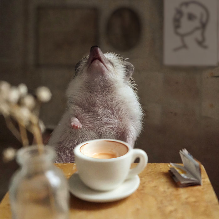 Cinnamon The Hedgehog Is Living Her Best Life, Here’s Her Average Day (17 Pics) Cinnamon The Hedgehog Is Living Her Best Life, Here’s Her Average Day (17 Pics)