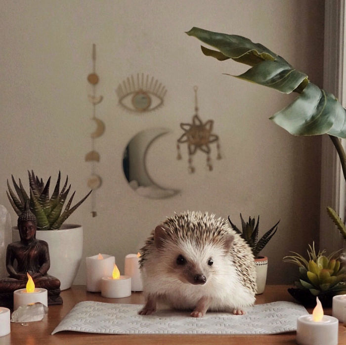 Cinnamon The Hedgehog Is Living Her Best Life, Here’s Her Average Day (17 Pics) Cinnamon The Hedgehog Is Living Her Best Life, Here’s Her Average Day (17 Pics)