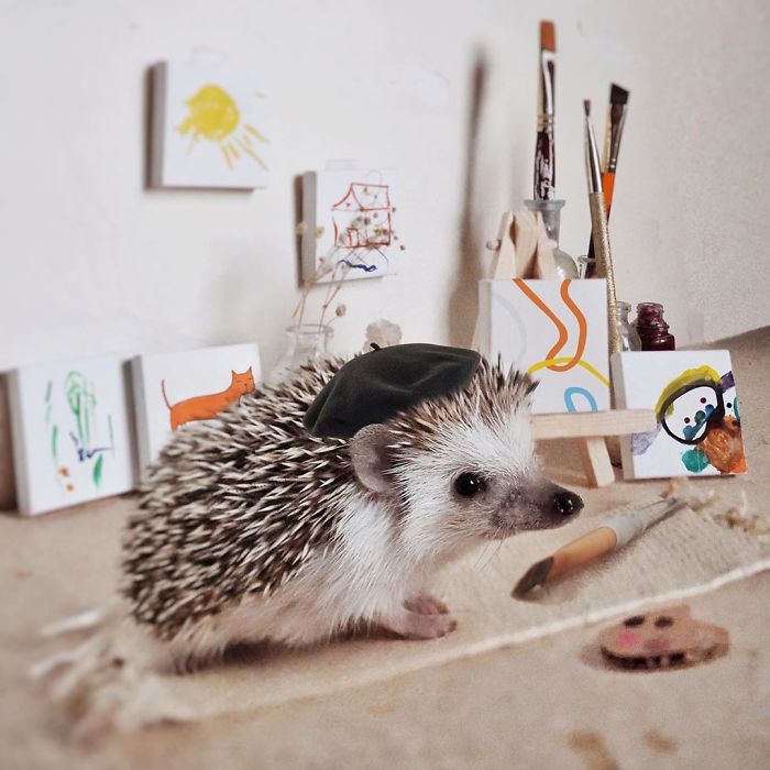 Cinnamon The Hedgehog Is Living Her Best Life, Here’s Her Average Day (17 Pics) Cinnamon The Hedgehog Is Living Her Best Life, Here’s Her Average Day (17 Pics)