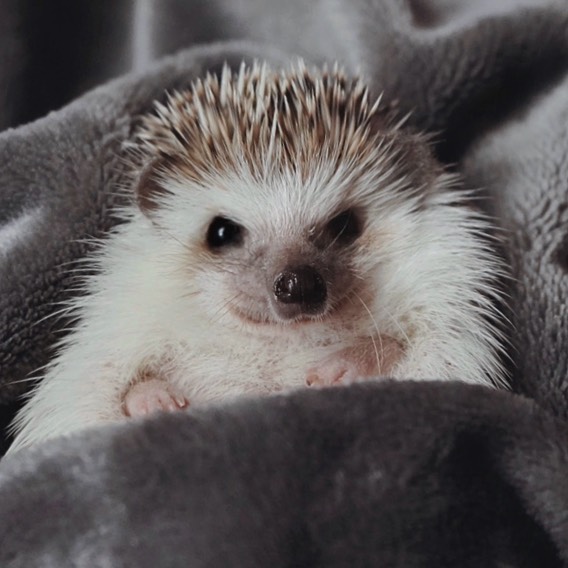 Cinnamon The Hedgehog Is Living Her Best Life, Here’s Her Average Day (17 Pics) Cinnamon The Hedgehog Is Living Her Best Life, Here’s Her Average Day (17 Pics)