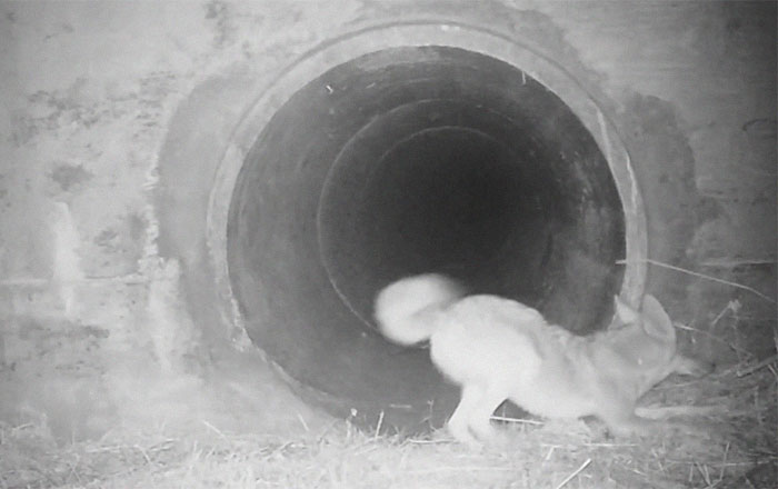 Watch An Impatient Coyote Hurrying His Slow-Moving Badger Friend Up So They Can Check Out A Tunnel Together Watch An Impatient Coyote Hurrying His Slow-Moving Badger Friend Up So They Can Check Out A Tunnel Together