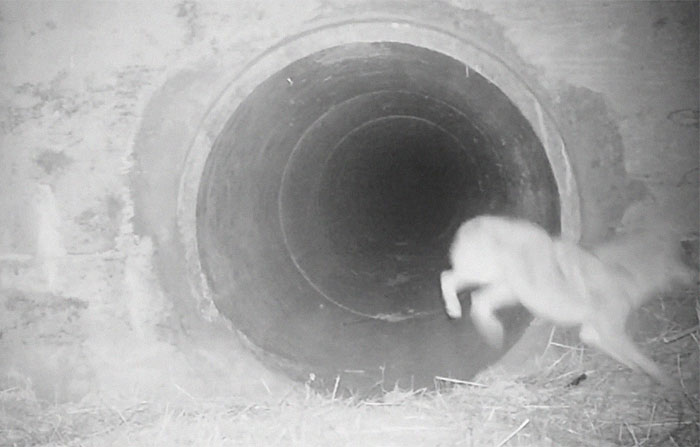 Watch An Impatient Coyote Hurrying His Slow-Moving Badger Friend Up So They Can Check Out A Tunnel Together Watch An Impatient Coyote Hurrying His Slow-Moving Badger Friend Up So They Can Check Out A Tunnel Together