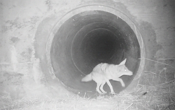 Watch An Impatient Coyote Hurrying His Slow-Moving Badger Friend Up So They Can Check Out A Tunnel Together Watch An Impatient Coyote Hurrying His Slow-Moving Badger Friend Up So They Can Check Out A Tunnel Together