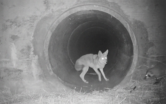 Watch An Impatient Coyote Hurrying His Slow-Moving Badger Friend Up So They Can Check Out A Tunnel Together Watch An Impatient Coyote Hurrying His Slow-Moving Badger Friend Up So They Can Check Out A Tunnel Together