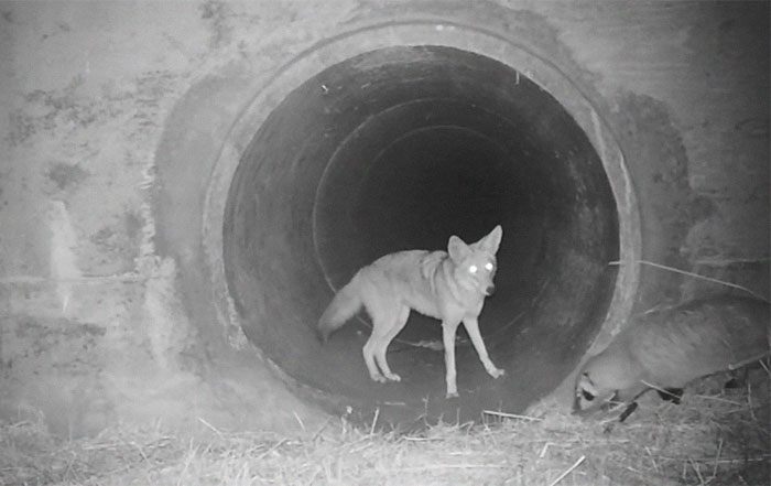 Watch An Impatient Coyote Hurrying His Slow-Moving Badger Friend Up So They Can Check Out A Tunnel Together Watch An Impatient Coyote Hurrying His Slow-Moving Badger Friend Up So They Can Check Out A Tunnel Together