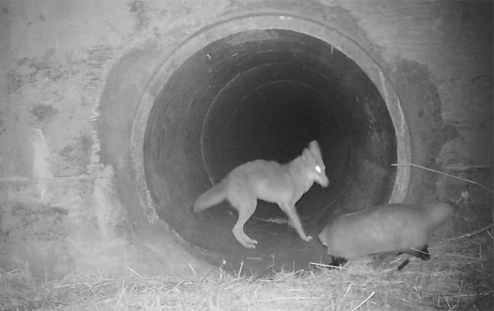 Watch An Impatient Coyote Hurrying His Slow-Moving Badger Friend Up So They Can Check Out A Tunnel Together Watch An Impatient Coyote Hurrying His Slow-Moving Badger Friend Up So They Can Check Out A Tunnel Together