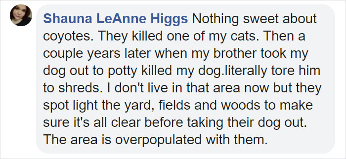 Watch An Impatient Coyote Hurrying His Slow-Moving Badger Friend Up So They Can Check Out A Tunnel Together Watch An Impatient Coyote Hurrying His Slow-Moving Badger Friend Up So They Can Check Out A Tunnel Together