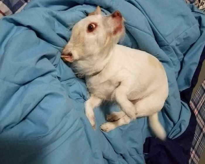 A Confusing Photo Of A Strange Animal Goes Viral On Twitter, And It Might Confuse You As Well A Confusing Photo Of A Strange Animal Goes Viral On Twitter, And It Might Confuse You As Well