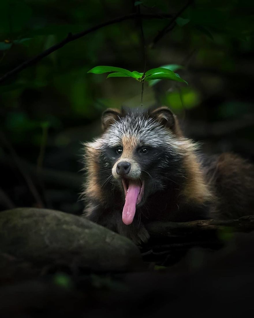 Finnish Photographer Snaps Animals In Their Raw Moments (30 New Pics)