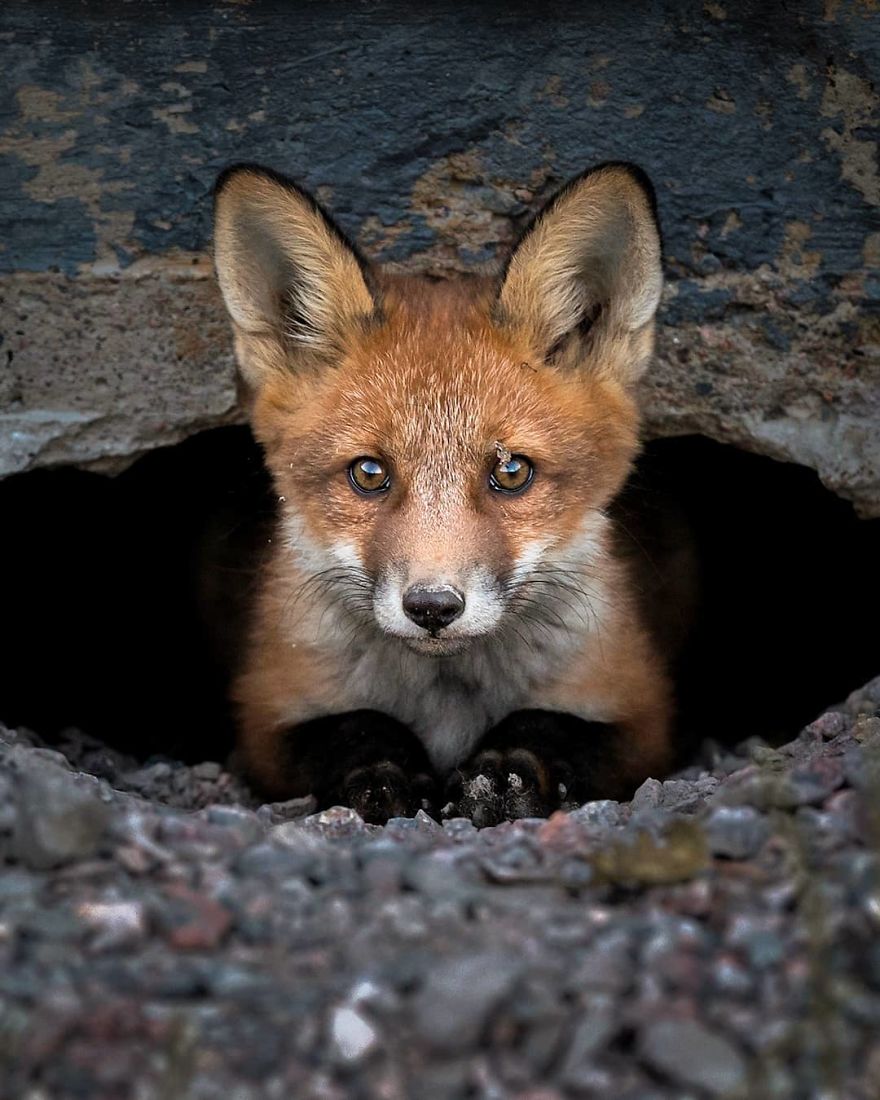 Finnish Photographer Snaps Animals In Their Raw Moments (30 New Pics)