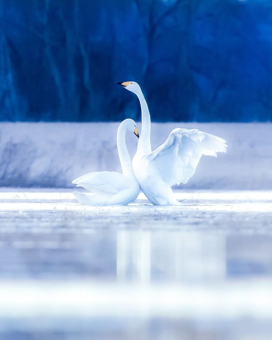 Finnish Photographer Snaps Animals In Their Raw Moments (30 New Pics)