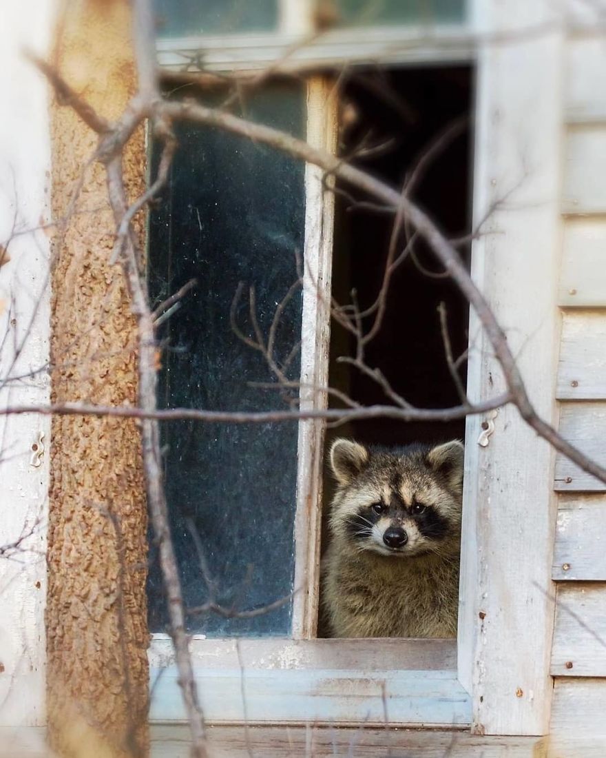 Finnish Photographer Snaps Animals In Their Raw Moments (30 New Pics)