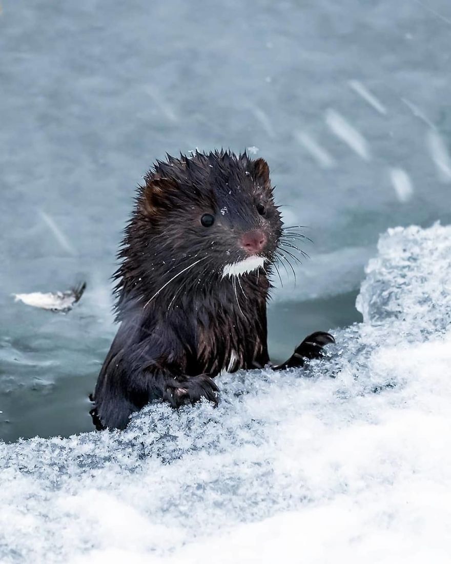 Finnish Photographer Snaps Animals In Their Raw Moments (30 New Pics)