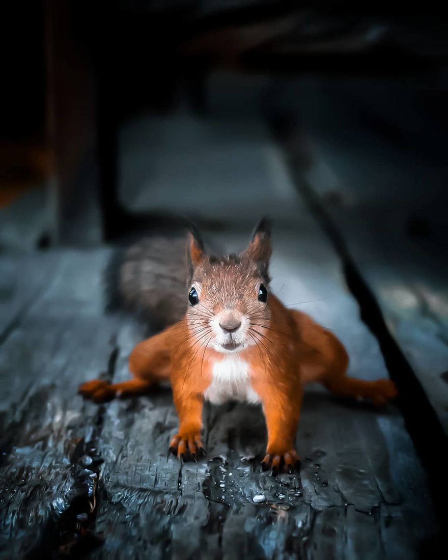 Finnish Photographer Snaps Animals In Their Raw Moments (30 New Pics)