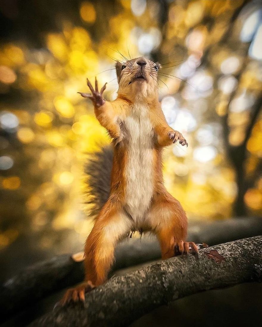 Finnish Photographer Snaps Animals In Their Raw Moments (30 New Pics)