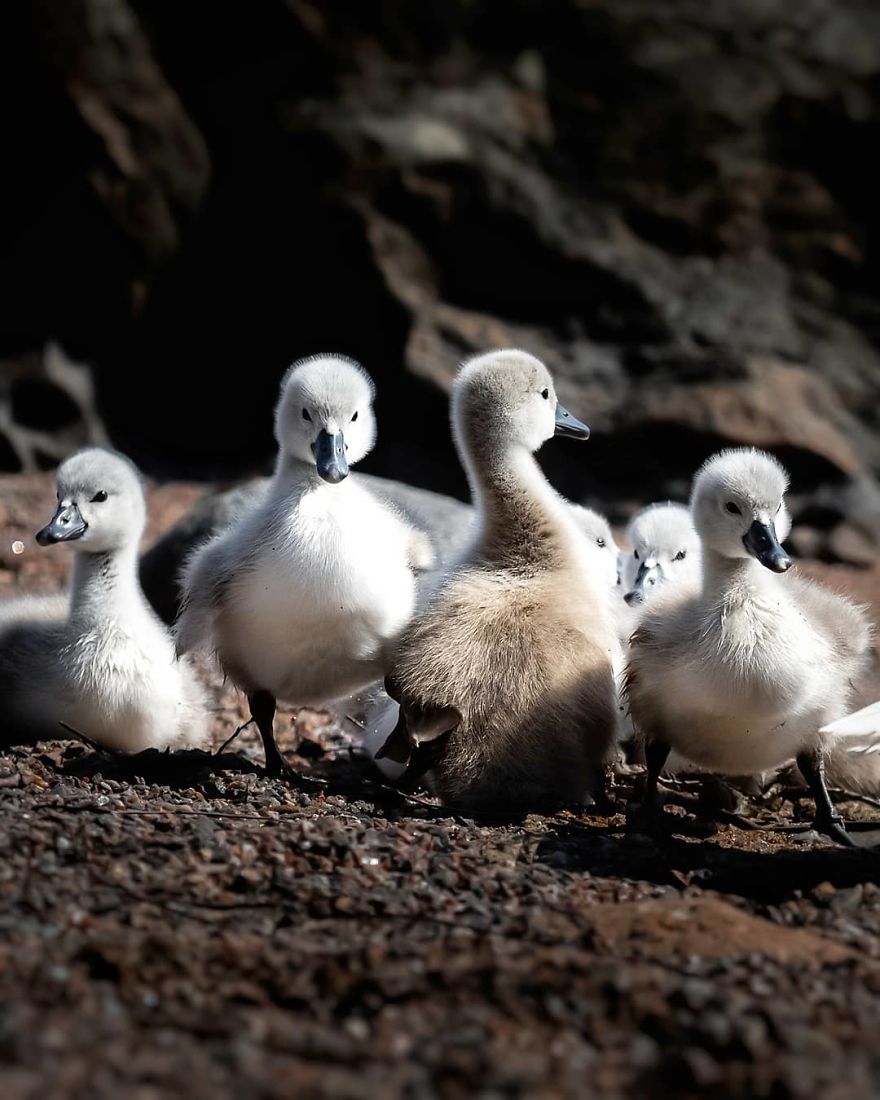 Finnish Photographer Snaps Animals In Their Raw Moments (30 New Pics)