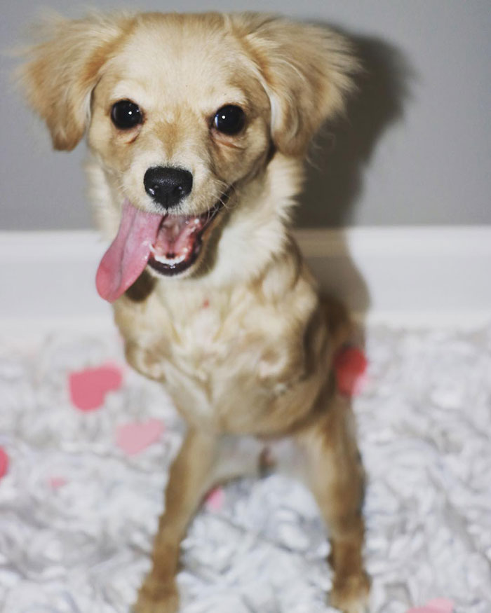 This Unwanted Puppy Gets Another Chance At A Happy Life With A LEGO Wheelchair Made By 12 Y.O. This Unwanted Puppy Gets Another Chance At A Happy Life With A LEGO Wheelchair Made By 12 Y.O.